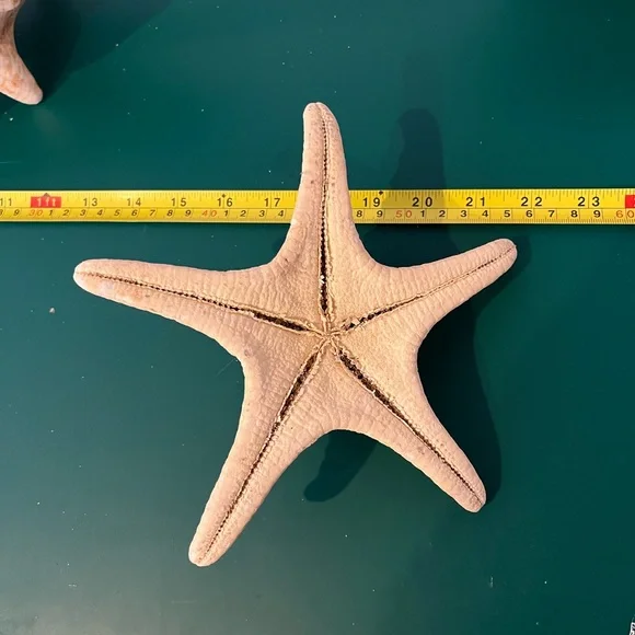Real Starfish - Picture 2 of 14